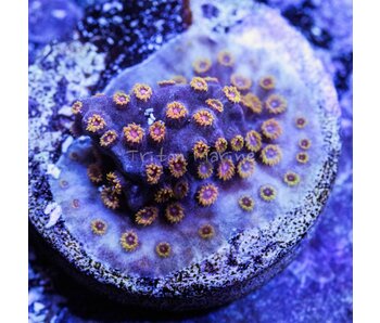 Cyphastrea Frag