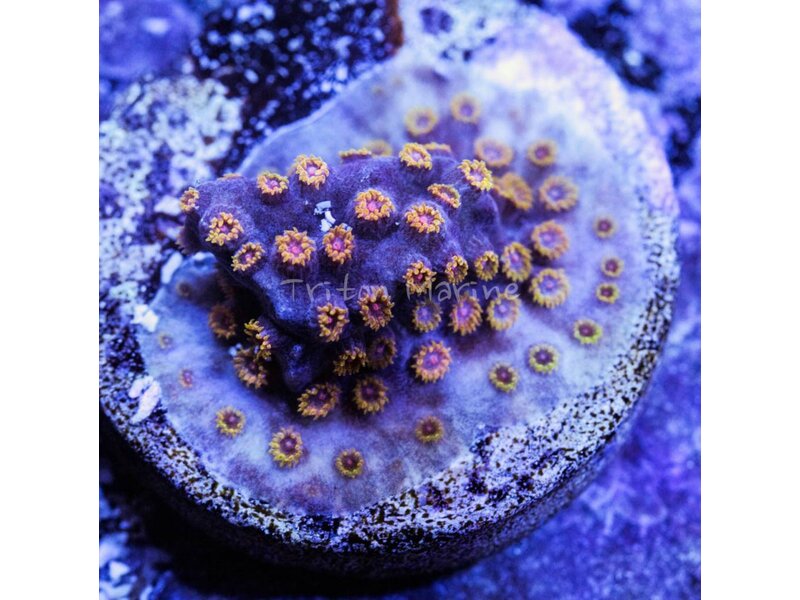 Cyphastrea Frag