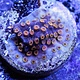 Cyphastrea Frag