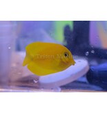 Lemon Tang (Acanthurus sp.) G