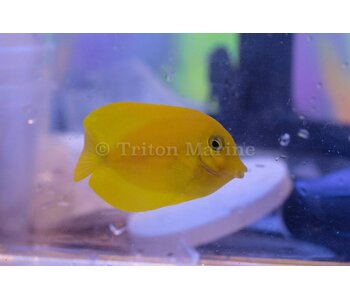 Lemon Tang (Acanthurus sp.) G