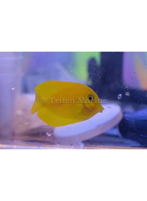 Lemon Tang (Acanthurus sp.) G