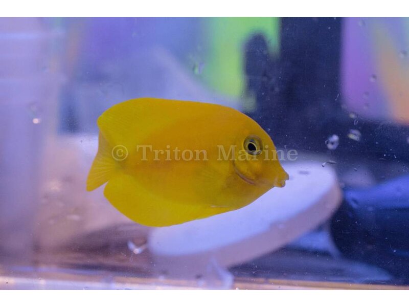 Lemon Tang (Acanthurus sp.) G