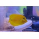 Lemon Tang (Acanthurus sp.) G