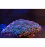 Acan  Echinata Colony