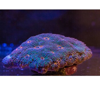 Acan  Echinata Colony