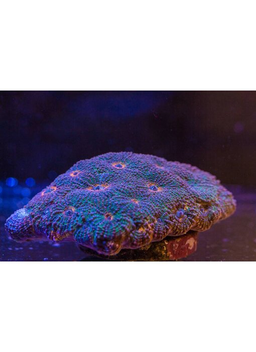 Acan  Echinata Colony