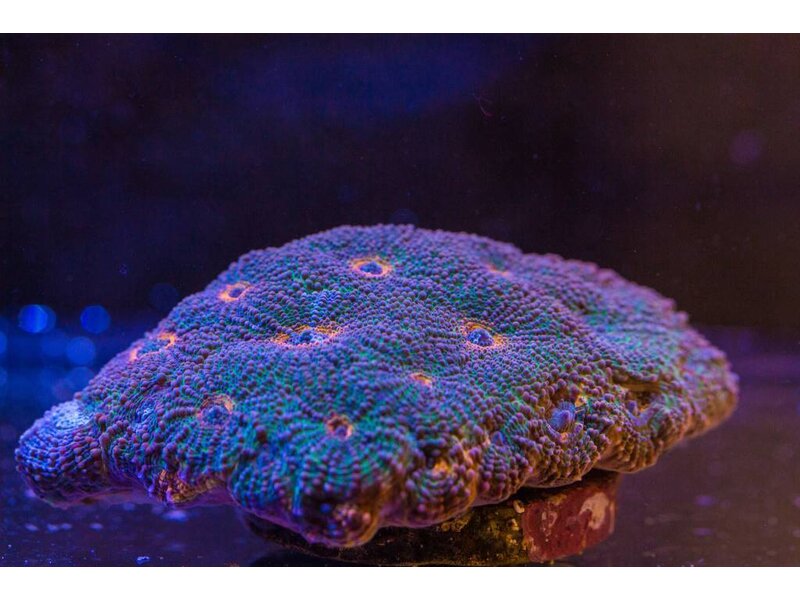 Acan  Echinata Colony