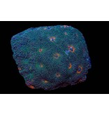 Acan  Echinata Colony
