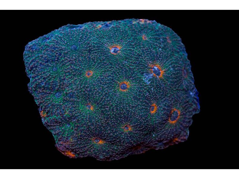 Acan  Echinata Colony