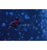 Chocolate Midnight Clownfish (Amphiprion ocellaris) Captive Bred G