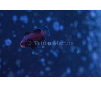 Chocolate Midnight Clownfish (Amphiprion ocellaris) Captive Bred G