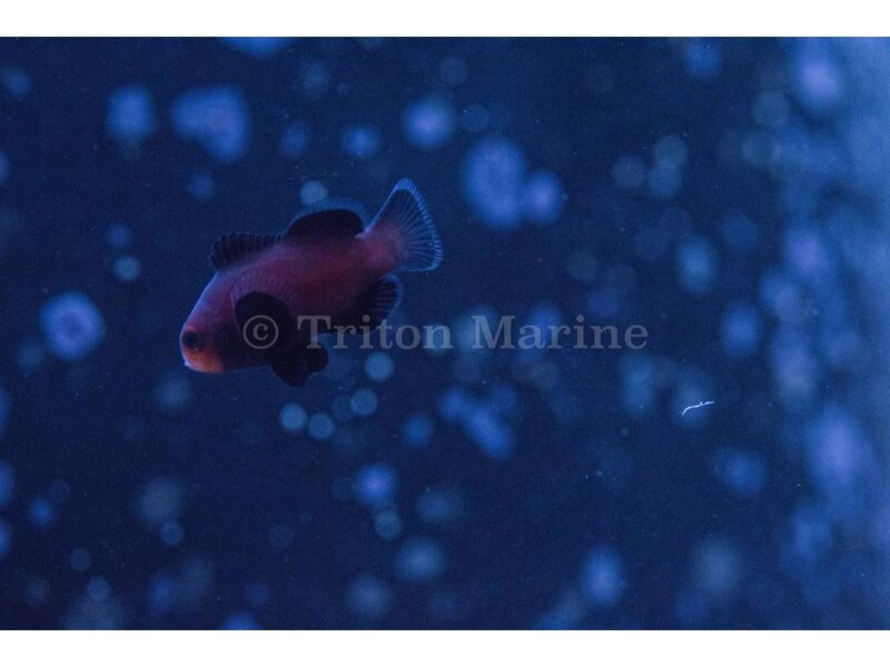 Chocolate Midnight Clownfish (Amphiprion ocellaris) Captive Bred G