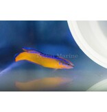Neon Dottyback, Captive Bred (Pseudochromis aldabraensis) G