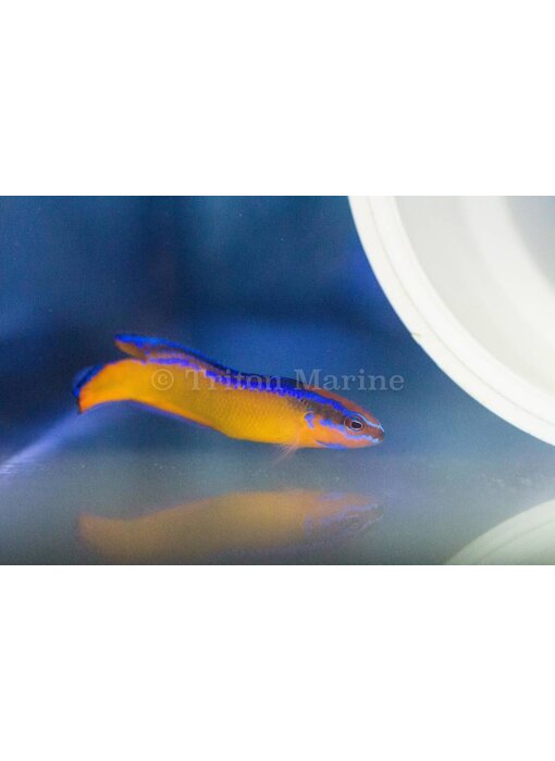 Neon Dottyback, Captive Bred (Pseudochromis aldabraensis) G