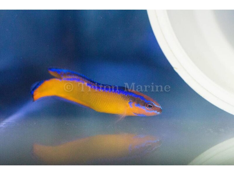 Neon Dottyback, Captive Bred (Pseudochromis aldabraensis) G