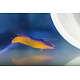 Neon Dottyback, Captive Bred (Pseudochromis aldabraensis) G