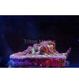 Platygyra Maze Coral Frag