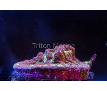 Platygyra Maze Coral Frag