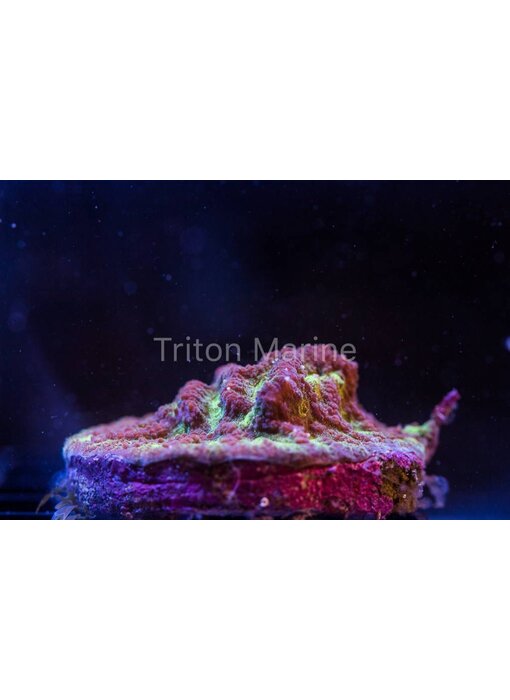 Platygyra Maze Coral Frag