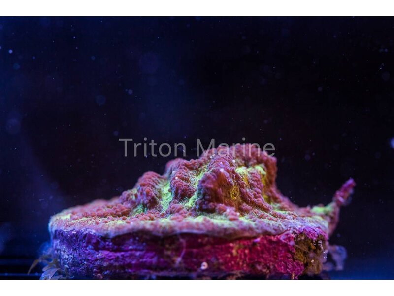 Platygyra Maze Coral Frag
