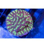 Platygyra Maze Coral Frag