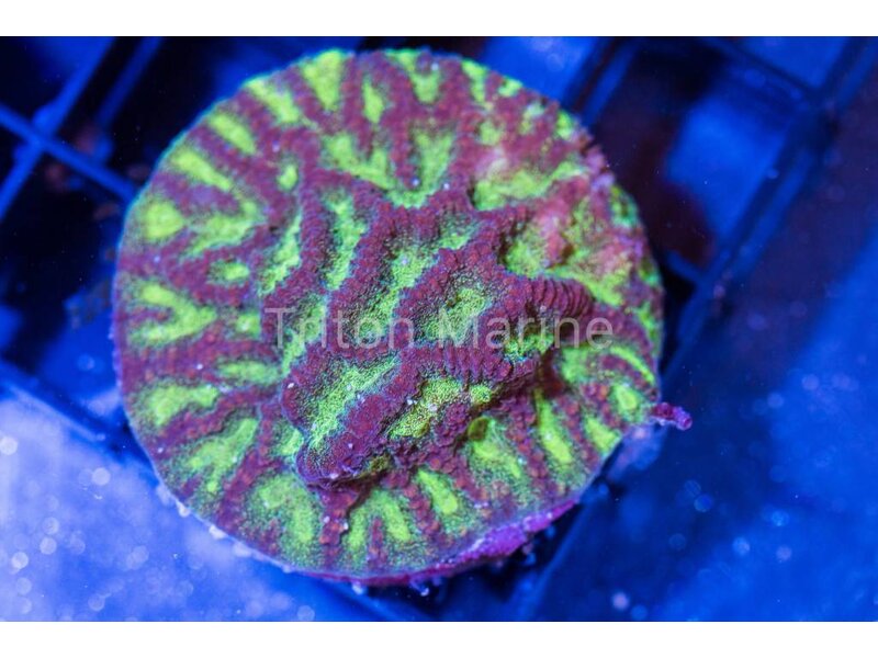 Platygyra Maze Coral Frag