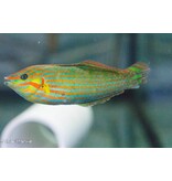 Melanarus Wrasse (Halichoeres melanurus) male