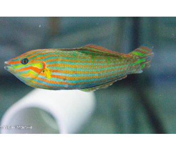 Melanarus Wrasse (Halichoeres melanurus) male