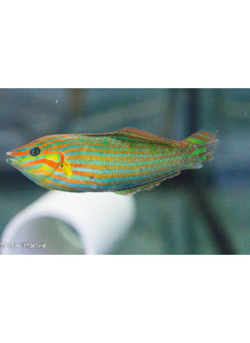 Melanarus Wrasse (Halichoeres melanurus) male