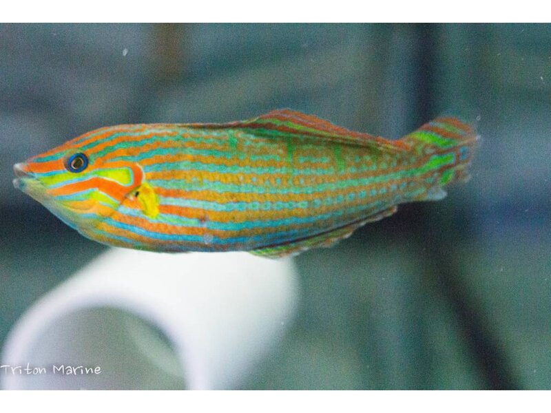 Melanarus Wrasse (Halichoeres melanurus) male
