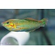 Melanarus Wrasse (Halichoeres melanurus) male