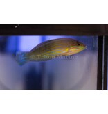 Melanarus Wrasse (Halichoeres melanurus) male