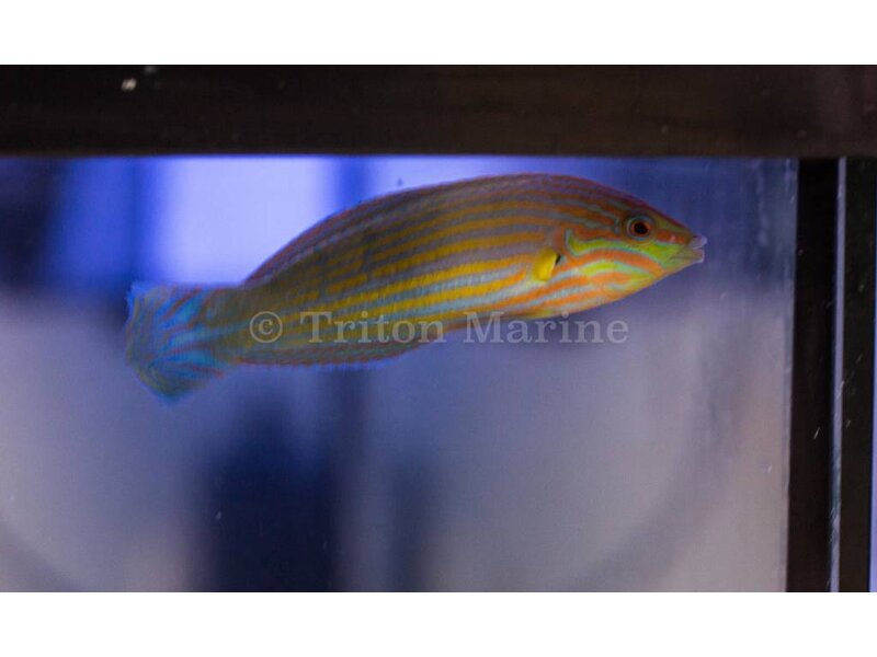 Melanarus Wrasse (Halichoeres melanurus) male