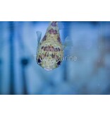 Porcupine Puffer (Diodon holocanthus)