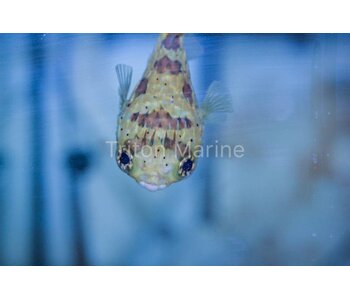 Porcupine Puffer (Diodon holocanthus)