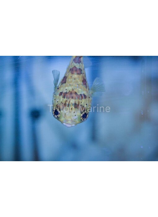 Porcupine Puffer (Diodon holocanthus)