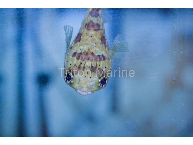 Porcupine Puffer (Diodon holocanthus)