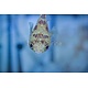Porcupine Puffer (Diodon holocanthus)