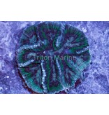 Oulophyllia