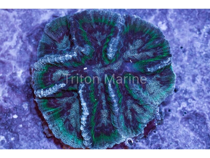Oulophyllia