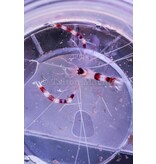 Banded Coral Shrimp (Stenopus hispidus)