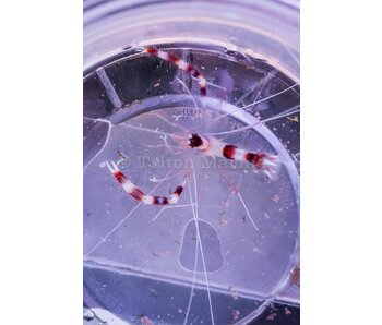 Banded Coral Shrimp (Stenopus hispidus)
