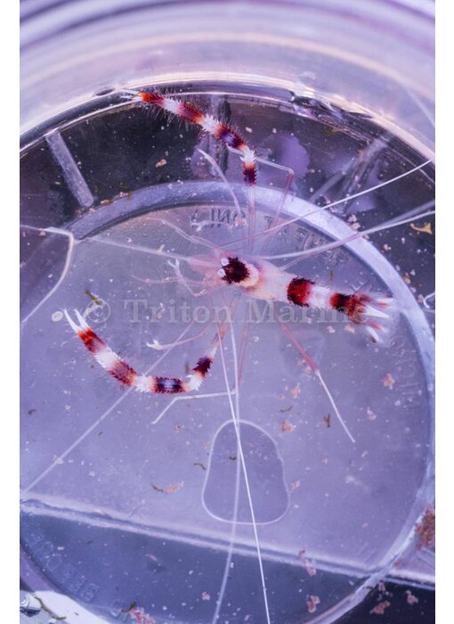 Banded Coral Shrimp (Stenopus hispidus)