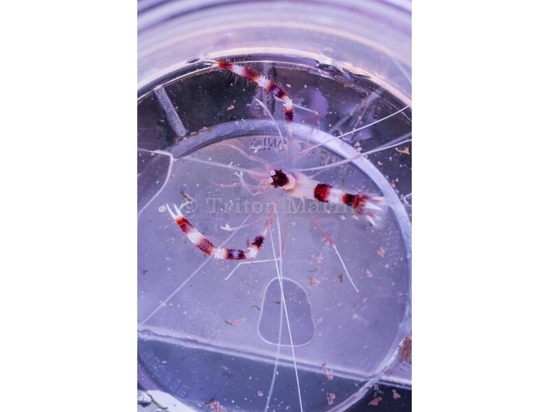 Banded Coral Shrimp (Stenopus hispidus)