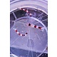 Banded Coral Shrimp (Stenopus hispidus)