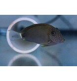Maculiceps Tang (Acanthurus maculiceps)