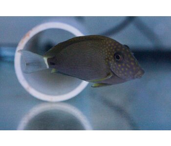 Maculiceps Tang (Acanthurus maculiceps)