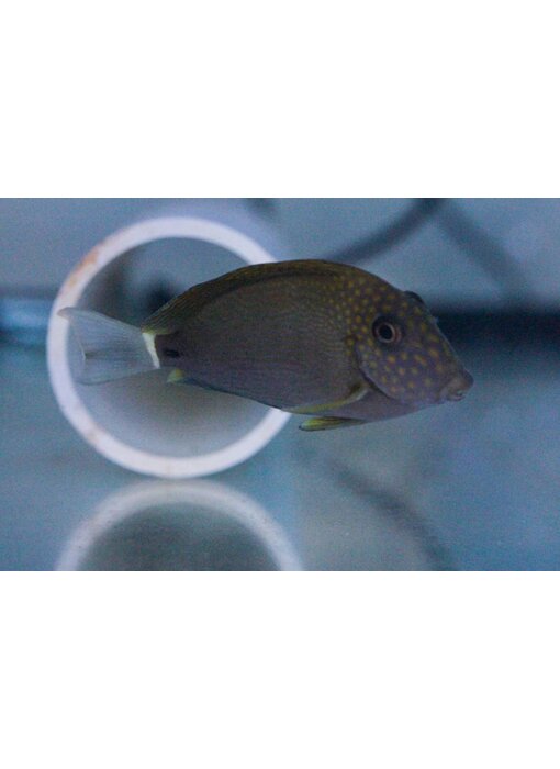 Maculiceps Tang (Acanthurus maculiceps)