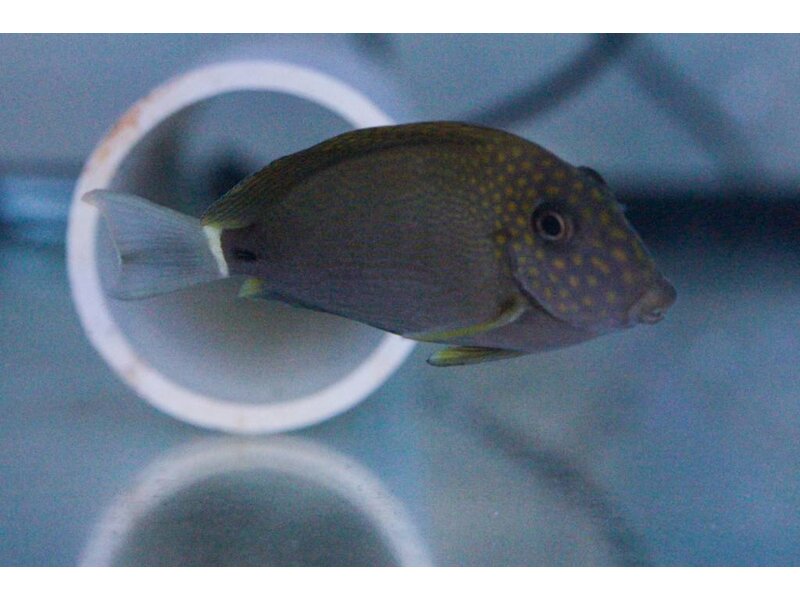 Maculiceps Tang (Acanthurus maculiceps)